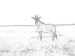 antilope Stranice Za Bojanje Za Štampanje